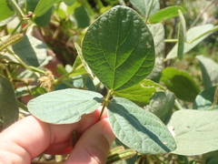 Calopogonium mucunoides