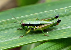 Parascopas sanguineus
