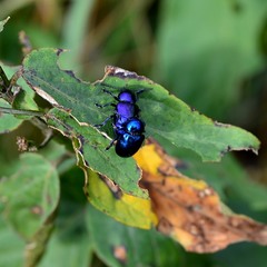 Chrysochus asclepiadeus