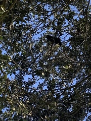 Quiscalus major