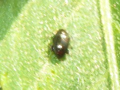 Chaetocnema concinna
