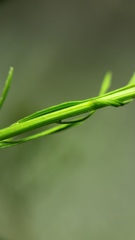 Erigeron canadensis pusillus