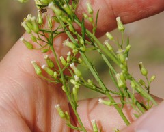 Erigeron canadensis pusillus