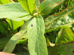 Chaetocnema concinna