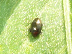 Chaetocnema concinna