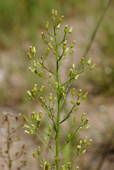 Erigeron canadensis pusillus
