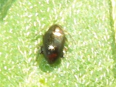 Chaetocnema concinna