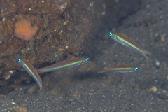 Ptereleotris heteroptera