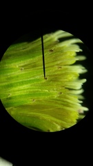 Erigeron canadensis pusillus