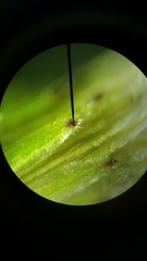 Erigeron canadensis pusillus