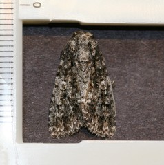 Acronicta impressa