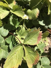 Fragaria × ananassa