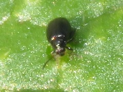 Phyllotreta nigripes