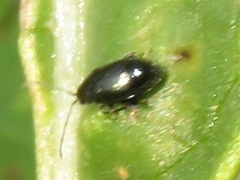 Phyllotreta nigripes