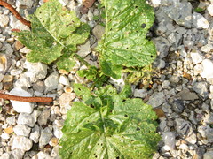 Phyllotreta nigripes