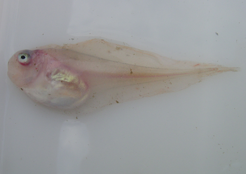 Careproctus zachirus