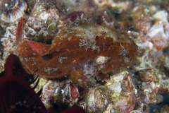 Antennarius randalli