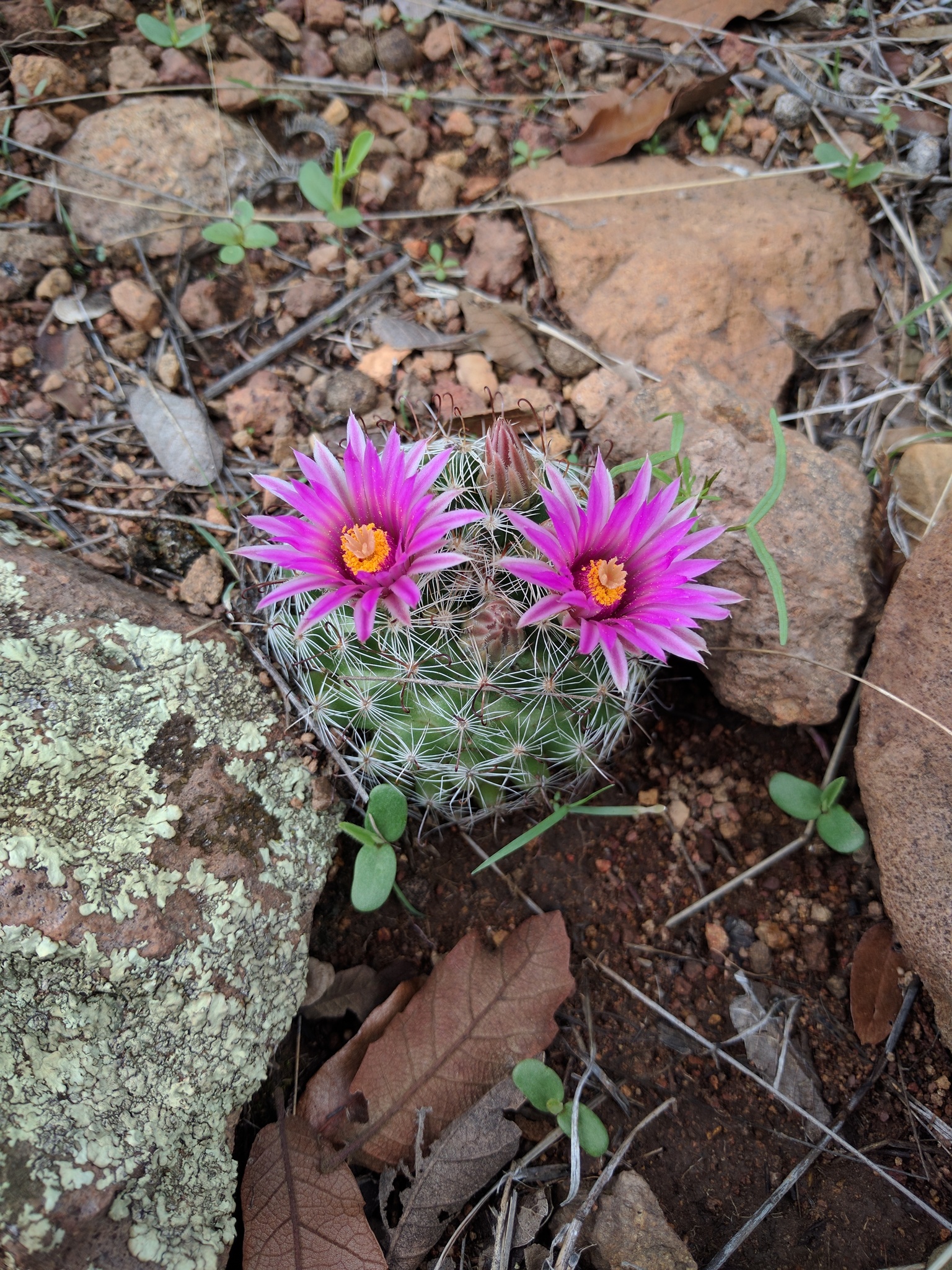 Wright's nipple cactus (Mammillaria wrightii)  iNaturalist