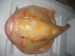Furry Coffinfish photo 4