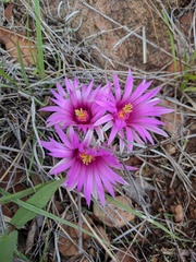 Mammillaria wrightii