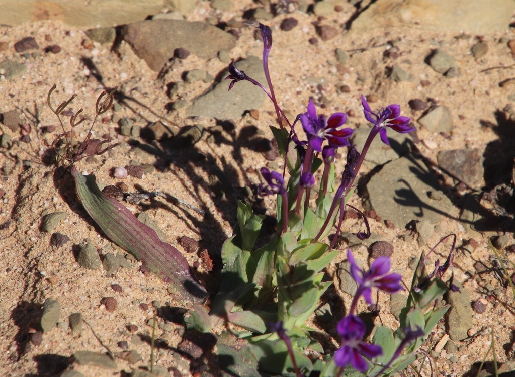 Lapeirousia violacea, Elizabethsfontein Travellers Rest road to Wolwedrift