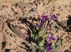 Lapeirousia violacea