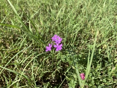 Glandularia aristigera