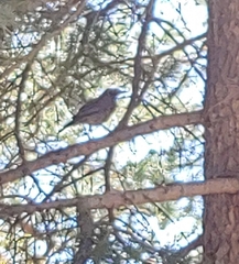 Oreoscoptes montanus