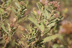Eristalis bogotensis