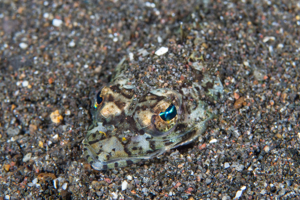 Serrate flathead (Rogadius serratus) — Platycephalidae