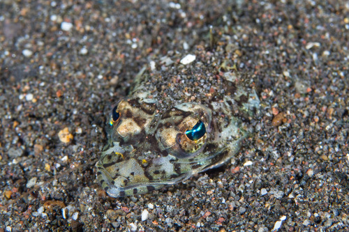 Serrate flathead (Rogadius serratus) — Platycephalidae