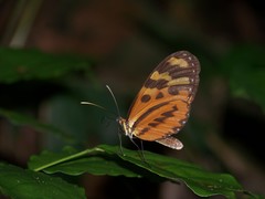 Mechanitis polymnia veritabilis