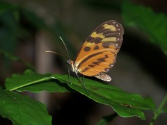 Mechanitis polymnia veritabilis