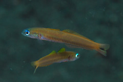 Ptereleotris heteroptera