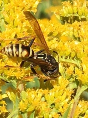 Polistes fuscatus