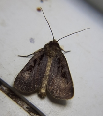 Pseudohermonassa tenuicula