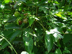 Jatropha gossypiifolia