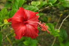 Hibiscus × archeri
