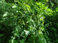 Jatropha gossypiifolia