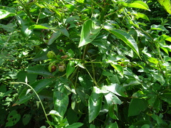 Jatropha gossypiifolia