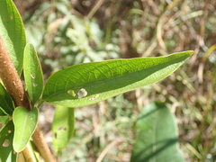 Ruellia angustior