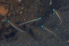 Ptereleotris heteroptera