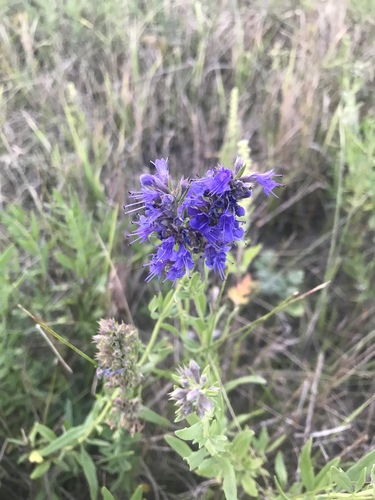 Hyssopus officinalis