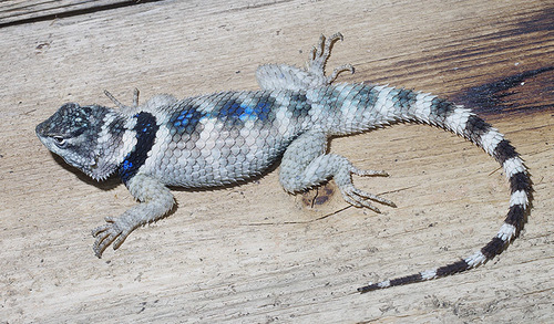 Crevice Spiny Lizard