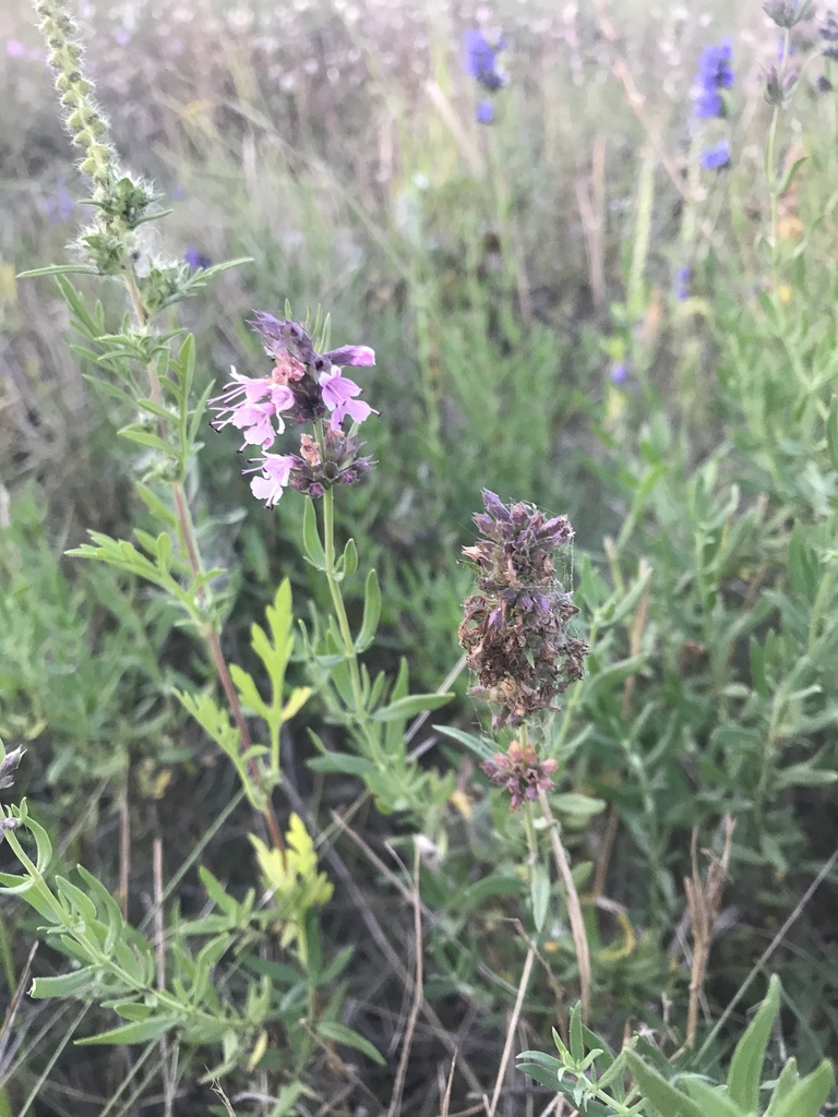 Hyssopus officinalis, Харьковская область, UA
