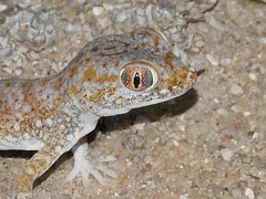 Stenodactylus