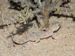 Stenodactylus