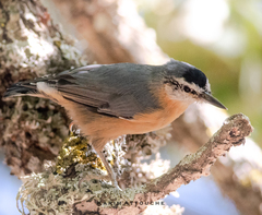 Algerian Nuthatch photo 4