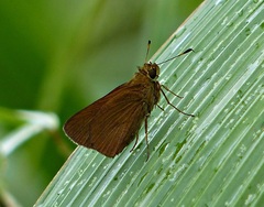 Corticea lysias potex