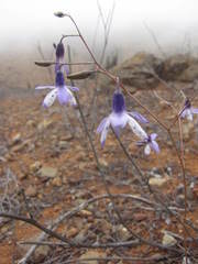 Conanthera campanulata